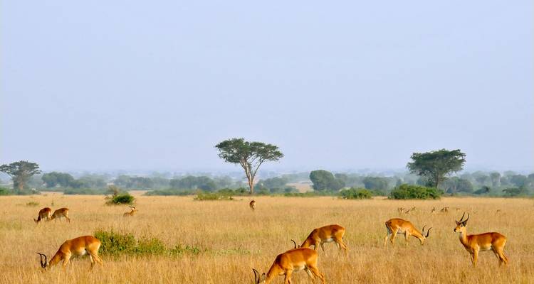 Masai mara y aventura con gorilas - G Adventures 7