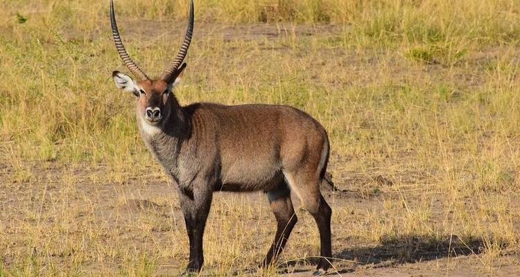 Masai mara y aventura con gorilas - G Adventures 6