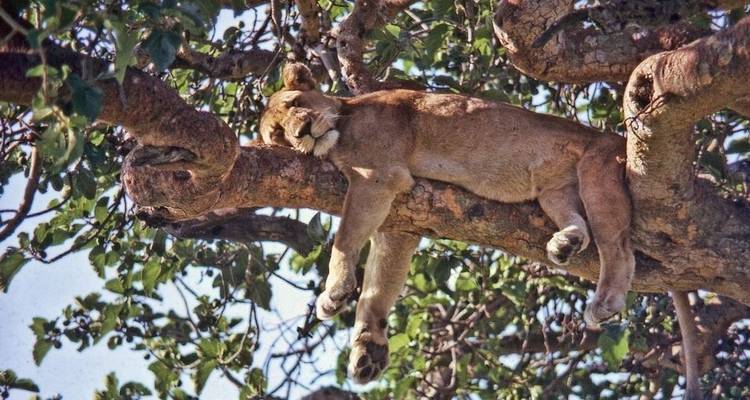 Masai mara y aventura con gorilas - G Adventures 8