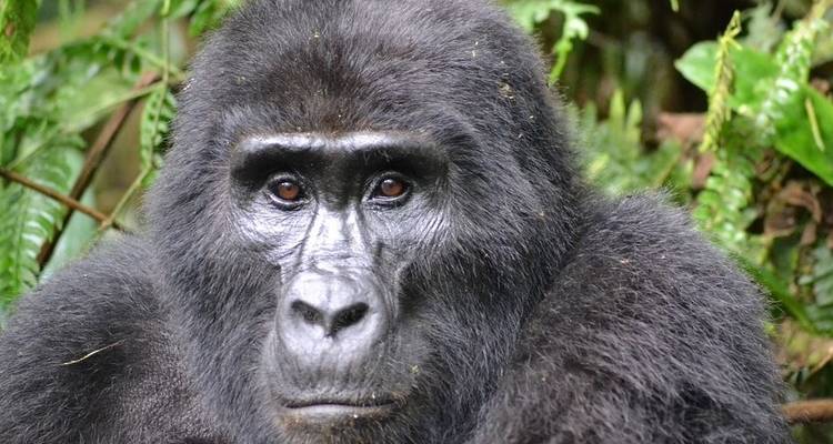 Masai mara y aventura con gorilas - G Adventures 2
