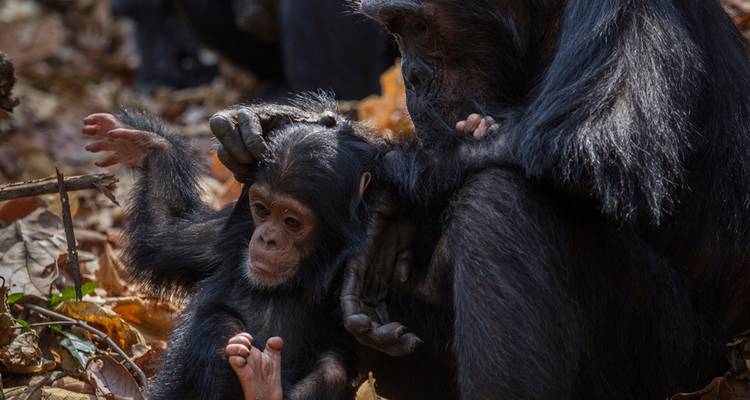 Volwassen chimpansee die een baby verzorgt en vasthoudt tussen het bladafval in het bos.