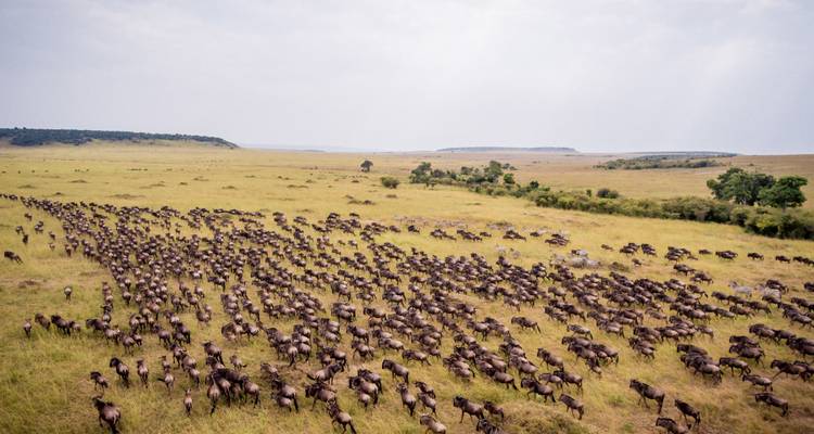 Vista aérea de una vasta sabana con una migración de ñus.
