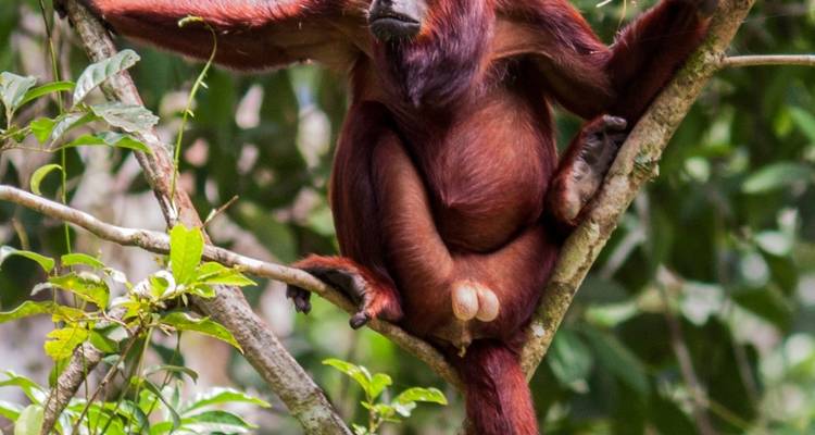 Rencontre unique avec des communautés durables d'Amazonie en Équateur, avec repas inclus - Signature DMC 6