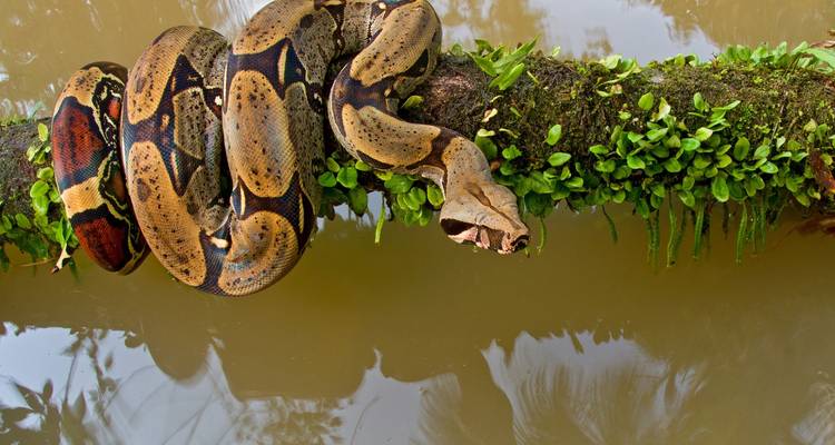 Rencontre unique avec des communautés durables d'Amazonie en Équateur, avec repas inclus - Signature DMC 7