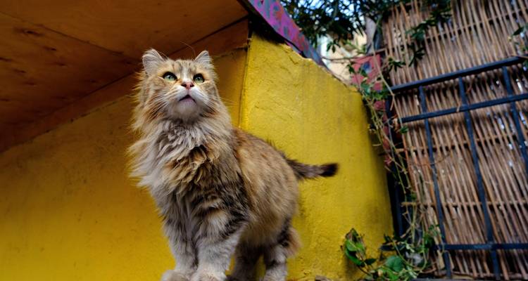 A cat standing on a vibrant yellow ledge.