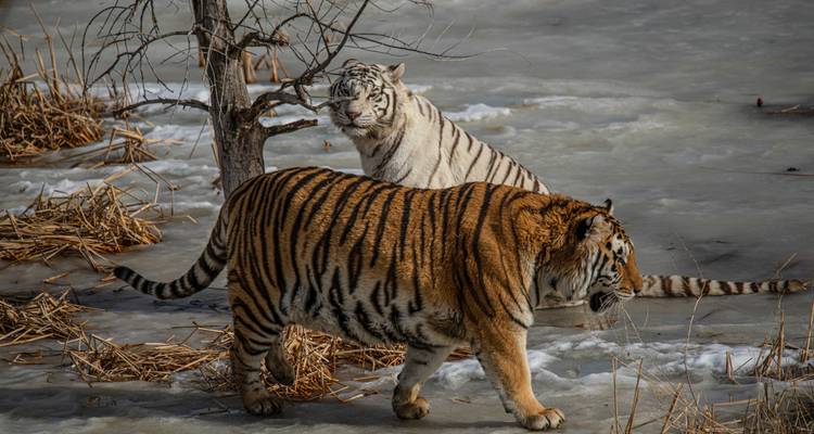 Exploration mystique des Sunderbans - Agora Voyages OPC Pvt Ltd 4