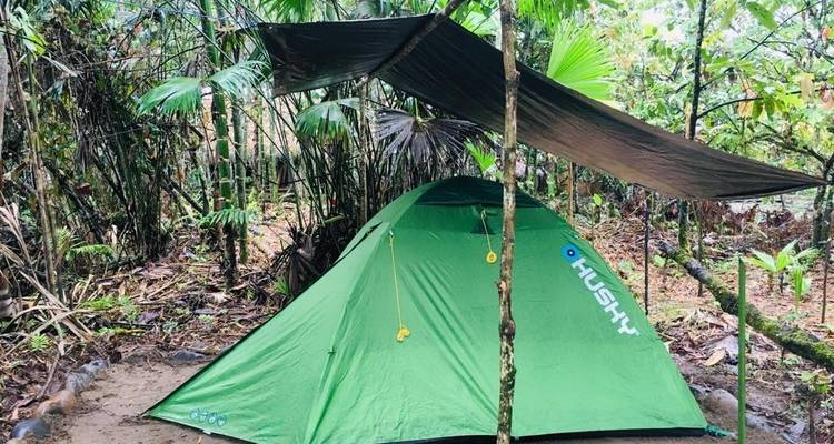 A green tent set up in a jungle environment with a canopy.