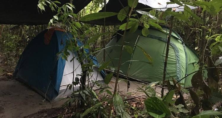 Two tents set up in a dense jungle environment.
