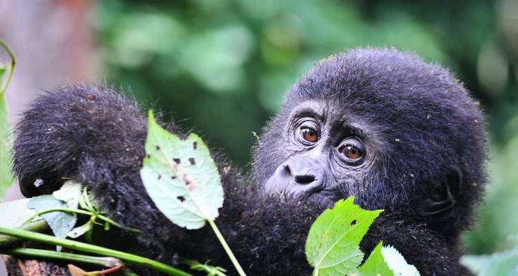 Experimenta Uganda Trekking con Gorilas y Lago Bunyonyi (Exclusivamente Privado) - Devine African Safaris Ltd 2