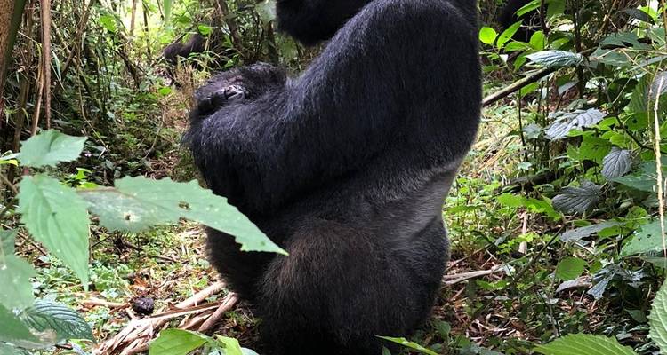 Experimenta Uganda Trekking con Gorilas y Lago Bunyonyi (Exclusivamente Privado) - Devine African Safaris Ltd 3