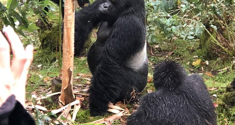 Découvrez les gorilles d'Ouganda, le parc national du lac Mburo et le lac Bunyonyi (en exclusivité) - Devine African Safaris Ltd 6