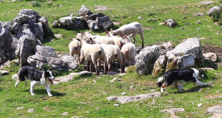 Schapen en border collies in een veld