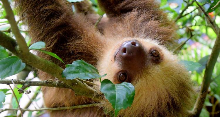 Costa Rica: Aventura en la selva tropical - Discover Corps 2