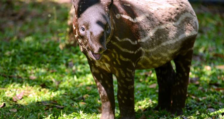 Costa Rica: Aventura en la selva tropical - Discover Corps 3