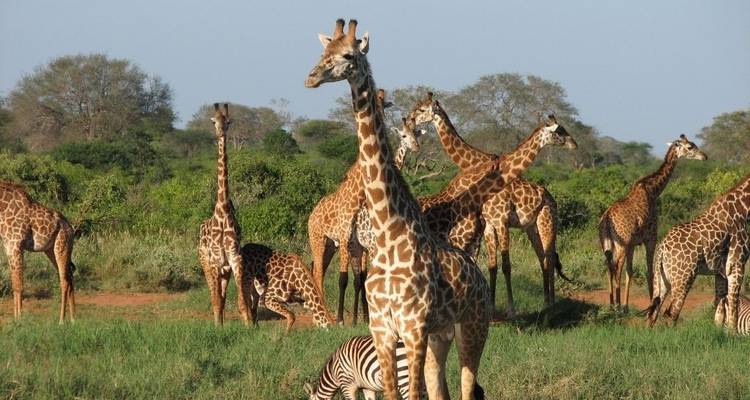 Groupe de girafes et de zèbres dans la prairie.