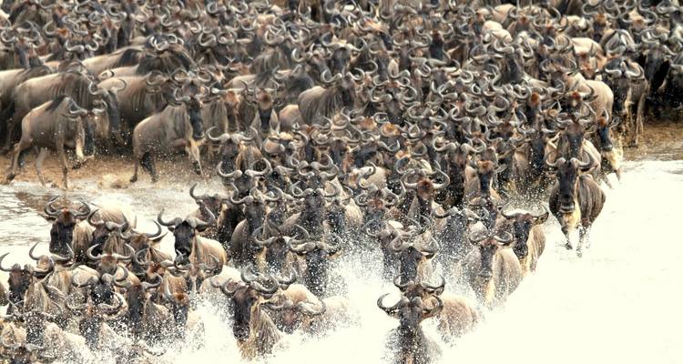 6 jours d'excursion en Tanzanie pour découvrir les points forts de l'Afrique - Serengeti African Tours 2
