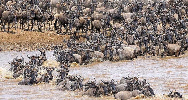 6 jours d'excursion en Tanzanie pour découvrir les points forts de l'Afrique - Serengeti African Tours 4