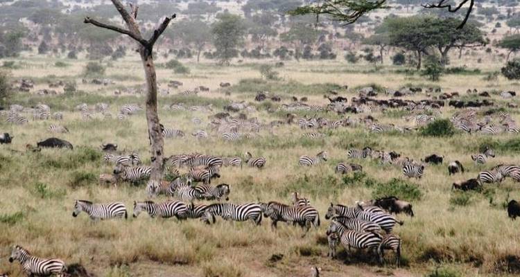 6 jours d'excursion en Tanzanie pour découvrir les points forts de l'Afrique - Serengeti African Tours 7