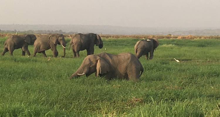 Découvrez l'Ouganda avec la randonnée des gorilles, les chimpanzés, les Big 5 et les grands félins (Exclusivement privé) - Devine African Safaris Ltd 9
