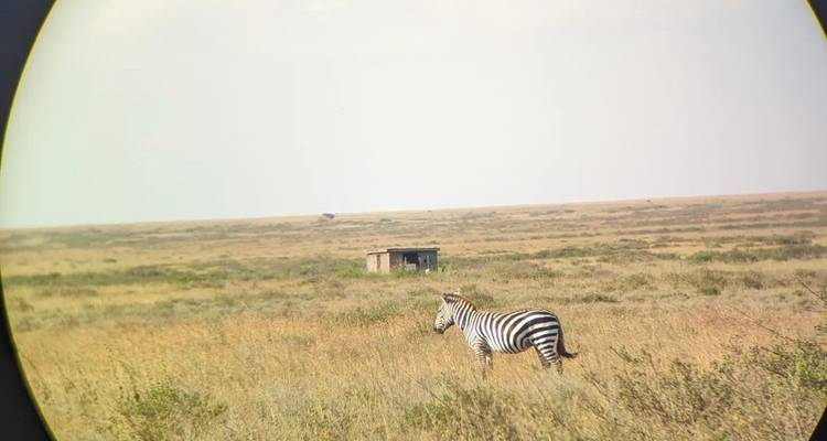 Trekking au Kilimandjaro et safari sur mesure avec option Zanzibar - les vols et l'hébergement peuvent être organisés pour ceux qui souhaitent ajouter cette option. - Kilimanjaro Safari Experience 4