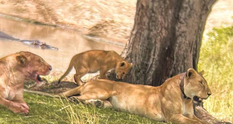 Trekking au Kilimandjaro et safari sur mesure avec option Zanzibar - les vols et l'hébergement peuvent être organisés pour ceux qui souhaitent ajouter cette option. - Kilimanjaro Safari Experience 8