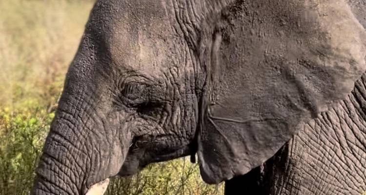 Trekking au Kilimandjaro et safari sur mesure avec option Zanzibar - les vols et l'hébergement peuvent être organisés pour ceux qui souhaitent ajouter cette option. - Kilimanjaro Safari Experience 9