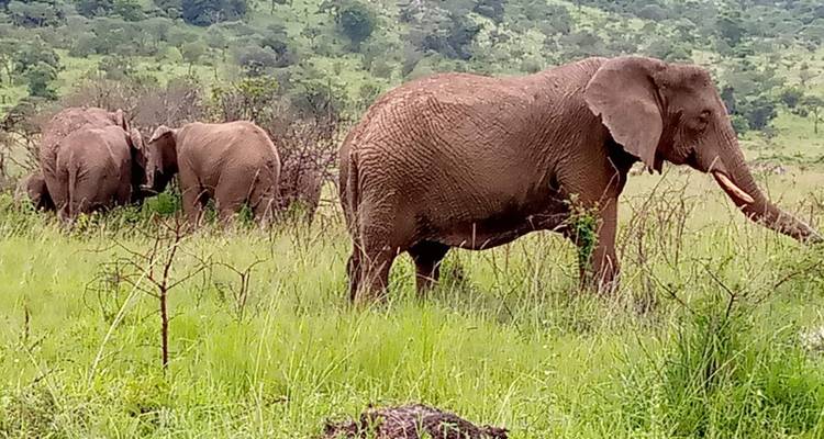 Découvrez les gorilles, les chimpanzés, les Big 5 et les grands félins en Ouganda (en exclusivité) - Devine African Safaris Ltd 4