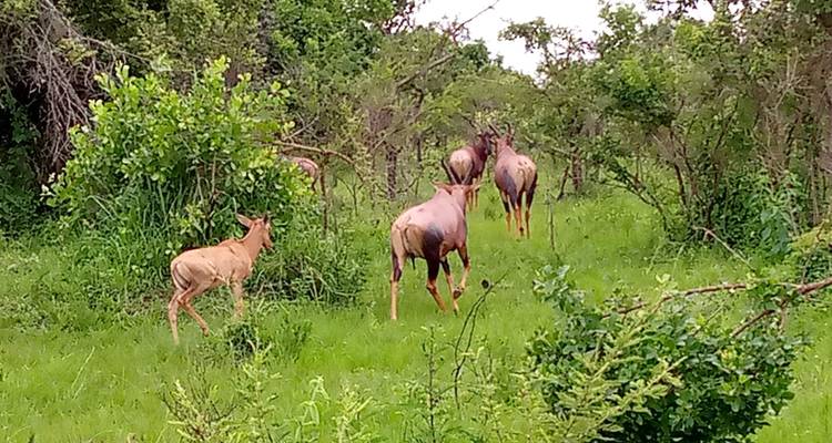 Découvrez les gorilles, les chimpanzés, les Big 5 et les grands félins en Ouganda (en exclusivité) - Devine African Safaris Ltd 2
