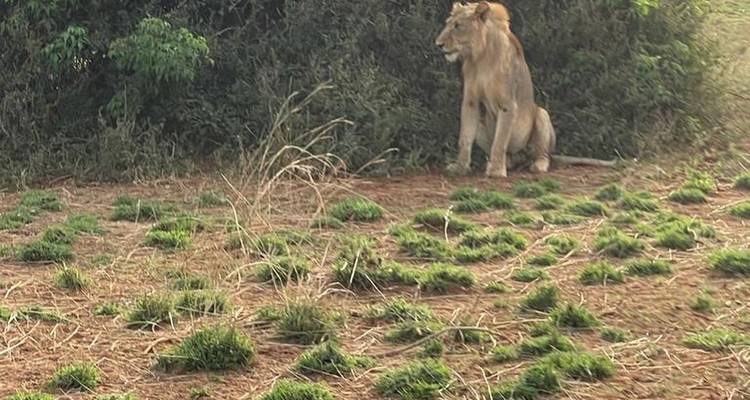 Découvrez les gorilles, les chimpanzés, les Big 5 et les grands félins en Ouganda (en exclusivité) - Devine African Safaris Ltd 7