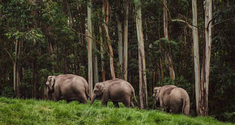 Trois éléphants d'Asie marchent en file indienne le long d'une crête herbeuse bordée de grands eucalyptus.