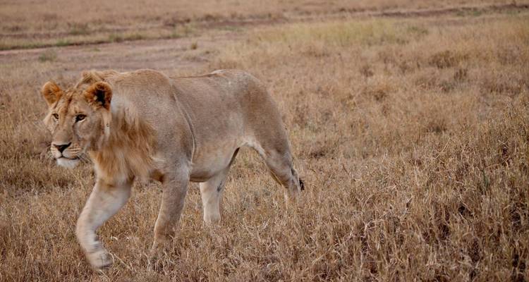 Lion marchant à travers une prairie sèche.