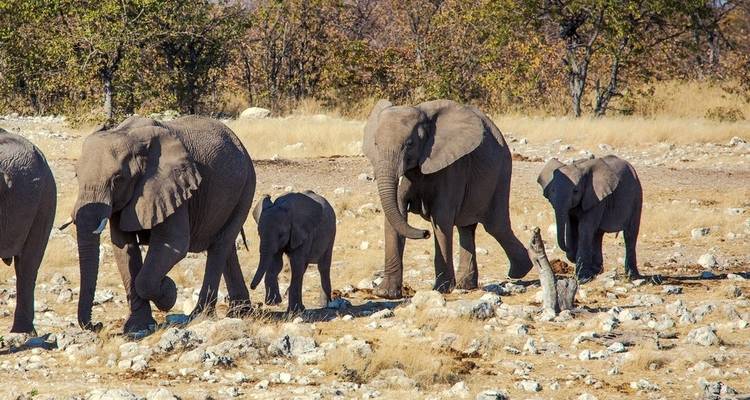 Des éléphants marchant à travers un paysage aride.