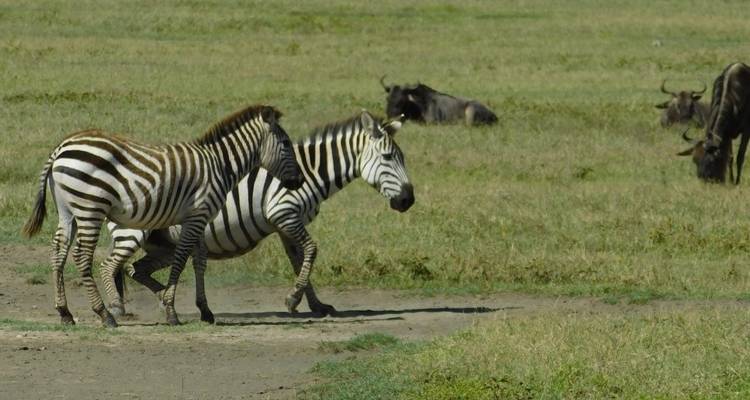 Zèbre et gnou dans une plaine herbeuse.