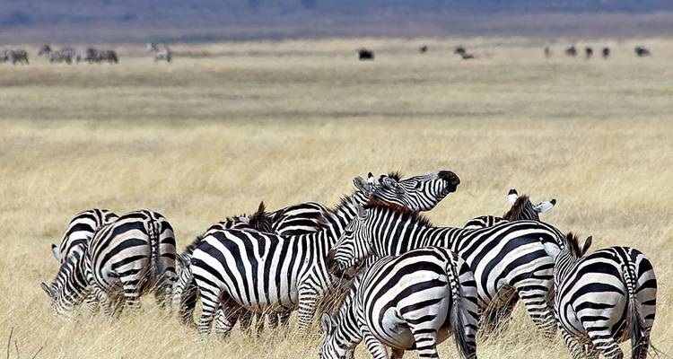 Zebraherde versammelt in einer grasbewachsenen Landschaft.