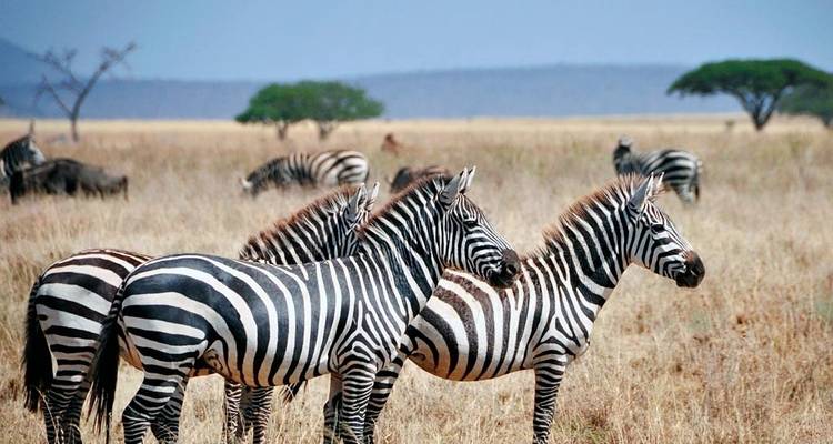 Zebras, die in einem Grasland mit einer fernen Baumgrenze grasen.