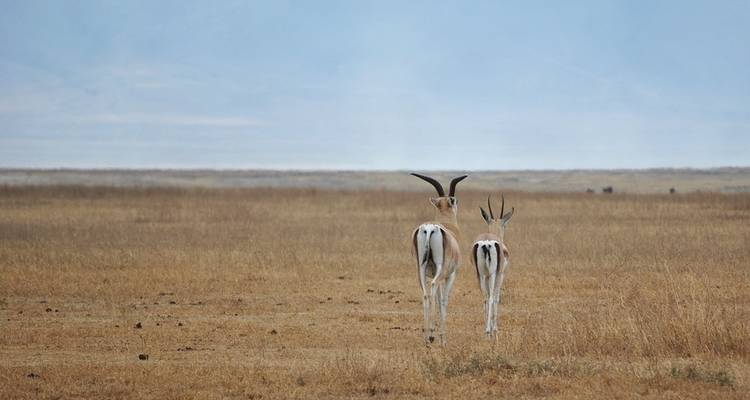 Safari de 5 días en campamento por Tanzania - Serengeti African Tours 4