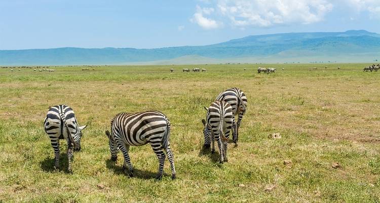 Safari de 5 días en campamento por Tanzania - Serengeti African Tours 1