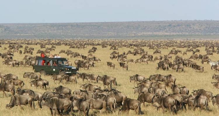 Vehículo de safari en medio de una gran migración de ñus.