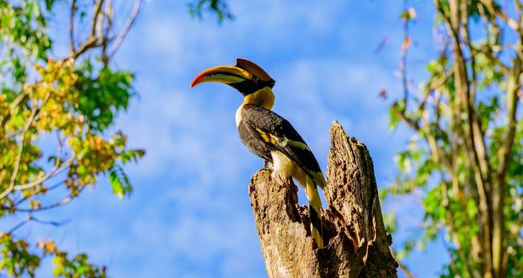 Le calao géant perché sur un tronc d'arbre cassé sur fond de ciel bleu du matin dans les Ghâts occidentaux.