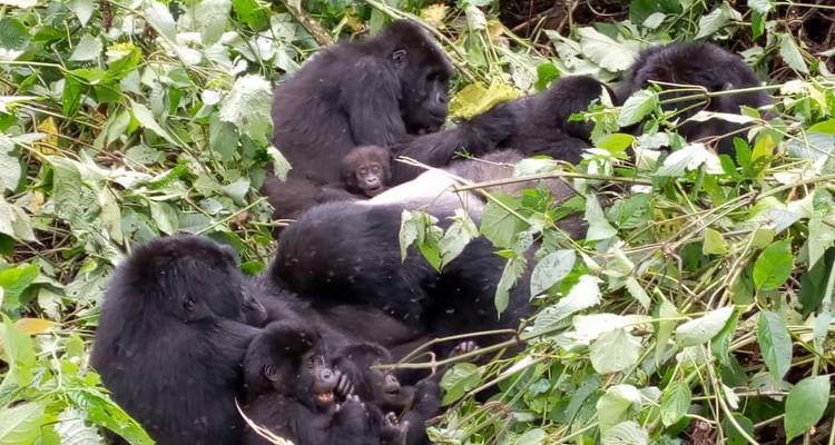 Experience  Uganda Gorillas, Chimps, Big 5 & Big Cats (Exclusively Private) - Devine African Safaris Ltd 6