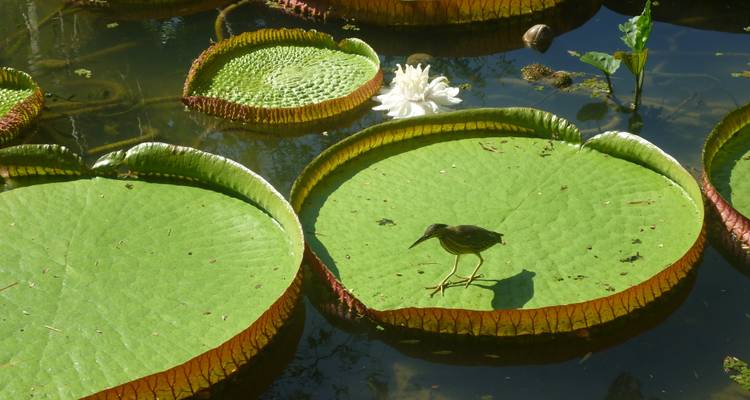 Rio de Janeiro & Amazon Rainforest Sustainable Experience - Nattrip 10