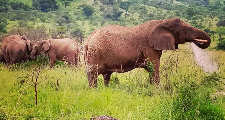 9 jours de safari en Ouganda : Gorilles, chimpanzés, Big 5 et grands félins - Devine African Safaris Ltd 1