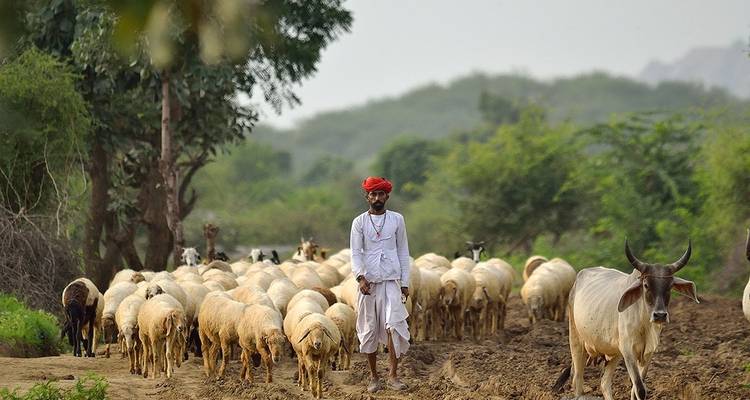 Best of Rajasthan - 10 Days - Turban Adventures 8