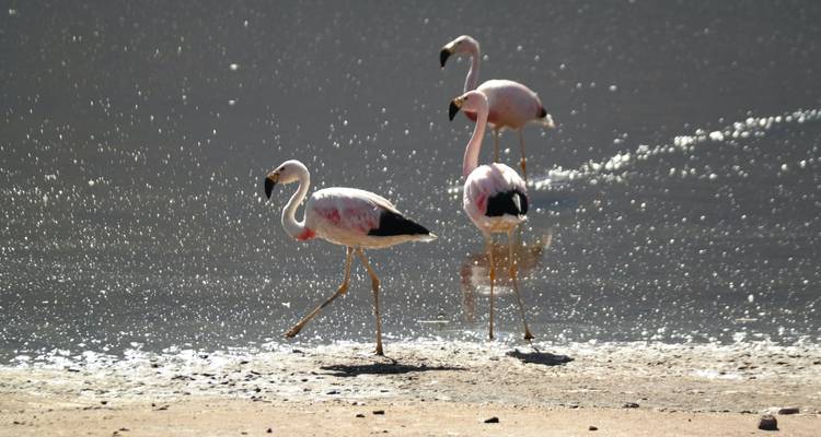 Tres flamencos rosas caminan por la orilla reluciente de una laguna de sal andina.