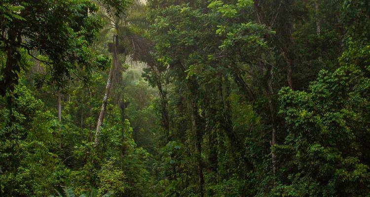 Forêt tropicale dense avec un feuillage vert luxuriant.