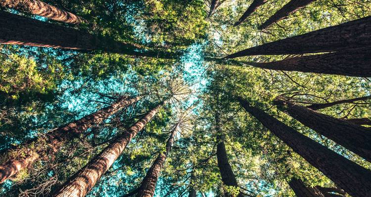 Vue en contre-plongée de grands arbres dans une forêt.
