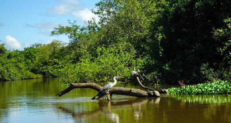 Aventura en la Pampa amazónica Boliviana 3D/2N - desde Rurrenabaque - Bamba Travel 9