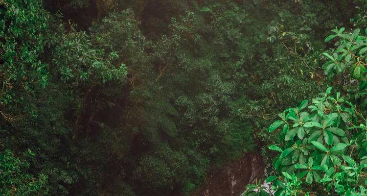 Denso follaje verde de la selva con una cascada apenas visible.