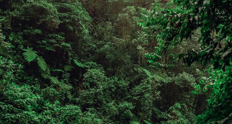 Exuberante selva tropical con diversas plantas verdes cubriendo la vista.