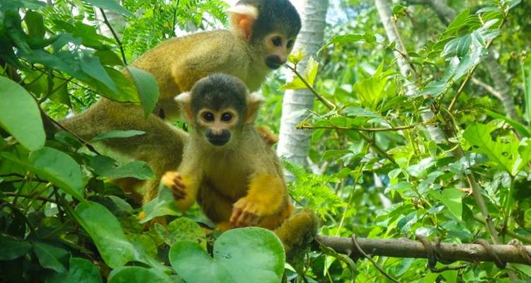 Bolivian Amazon Pampas Adventure 4D/3N (from Rurrenabaque) - Bamba Travel 2